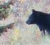 Black Bear